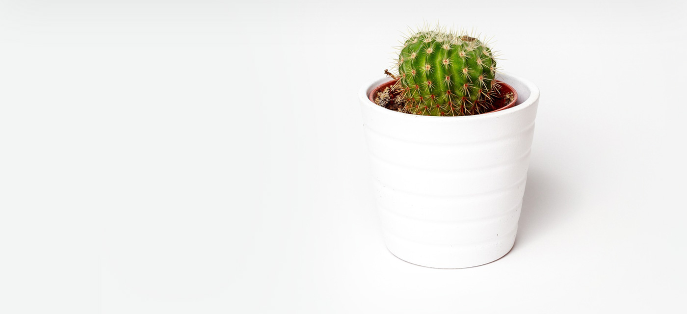 Best House Plants