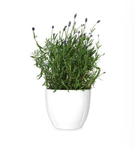 Flower Plant